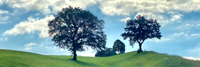 Apfelbaum