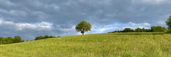 Apfelbaum